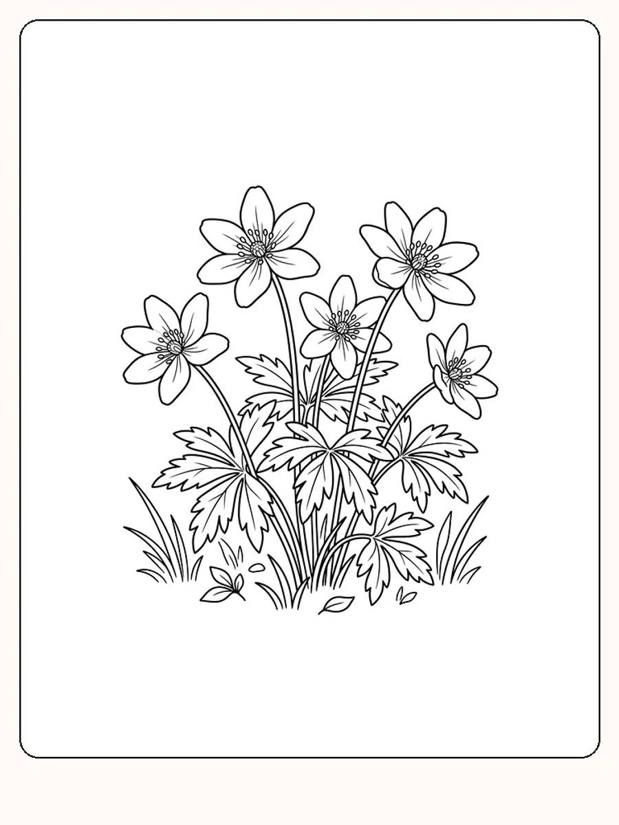 Fem hvitveisblomster på lange stilker i gresset, med flikede blader, gresstuster på hver side og små steiner på bakken