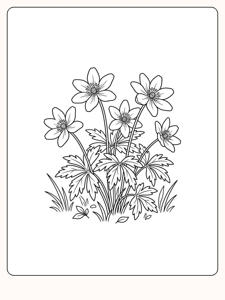 Fem hvitveisblomster på lange stilker i gresset, med flikede blader, gresstuster på hver side og små steiner på bakken