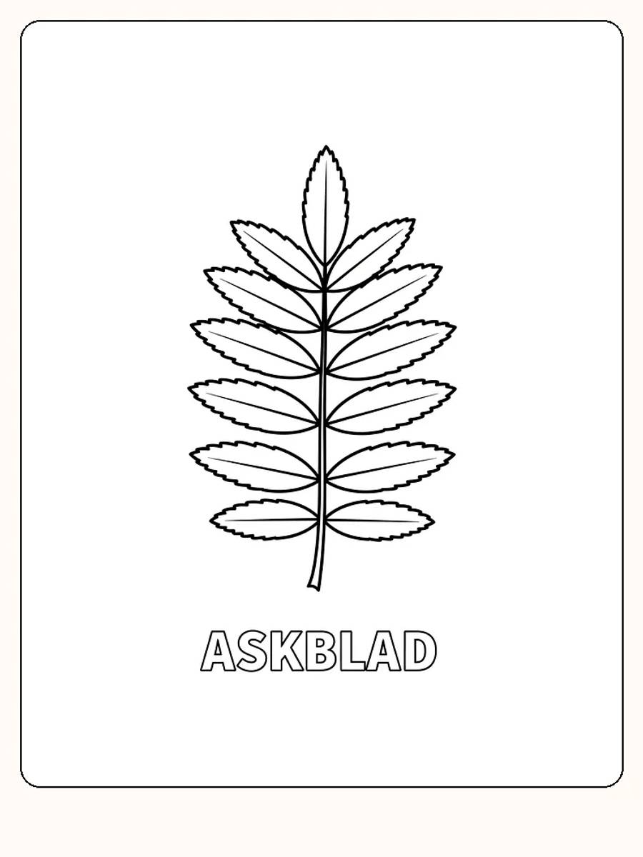 Konturtegning av et askblad for fargelegging