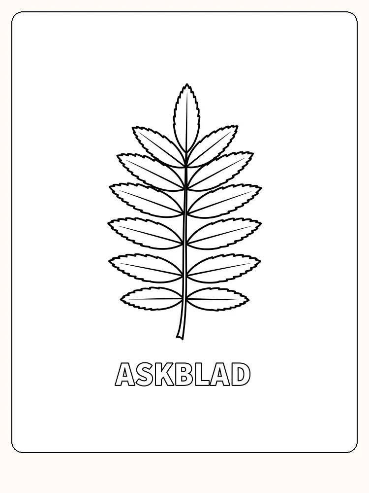 Konturtegning av et askblad for fargelegging