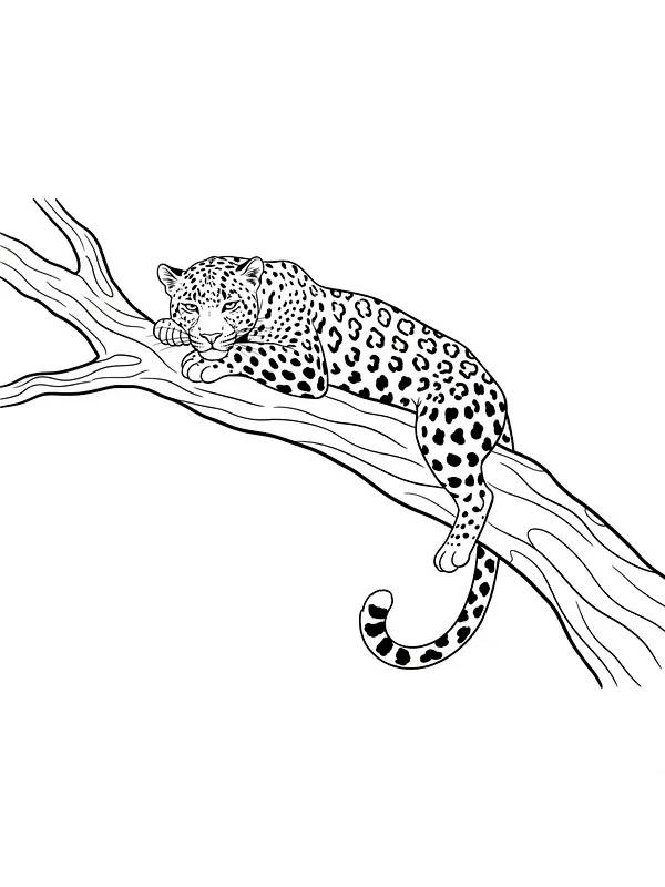 Leopard på tregren, underkategori