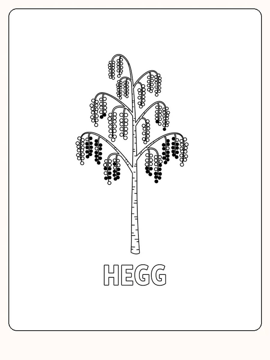 Fargelegging av heggtre med hengende blomsterklaser, perfekt for naturinteresserte