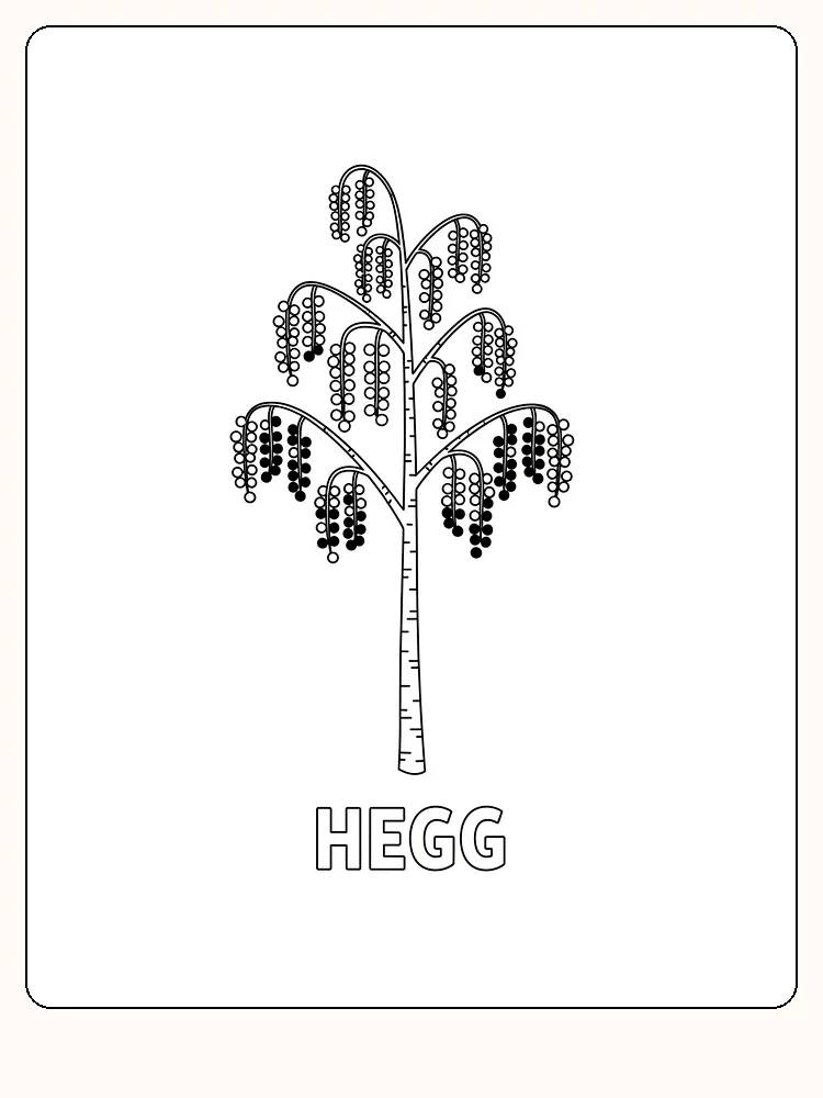 Fargelegging av heggtre med hengende blomsterklaser, perfekt for naturinteresserte