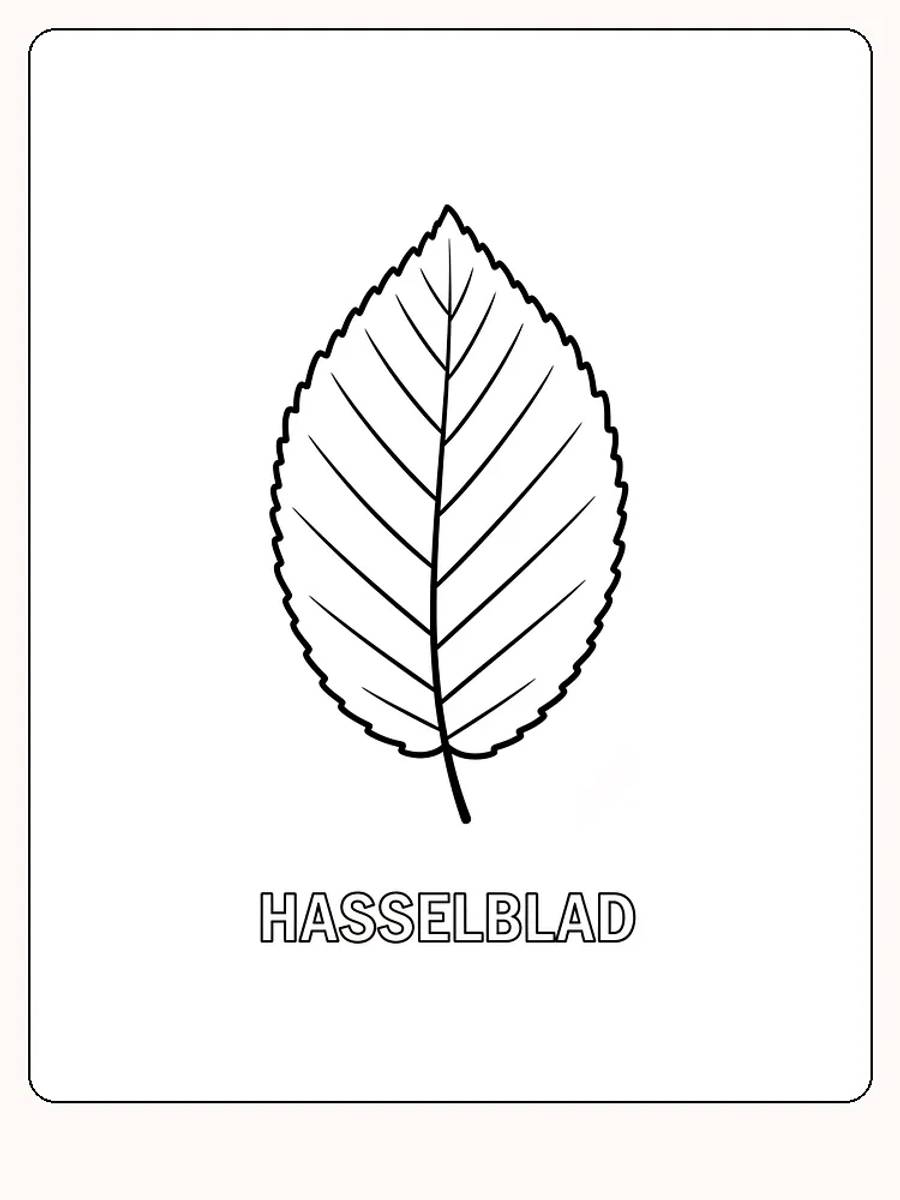 Fargeleggingsark av et hasselblad med konturlinjer for enkel fargelegging
