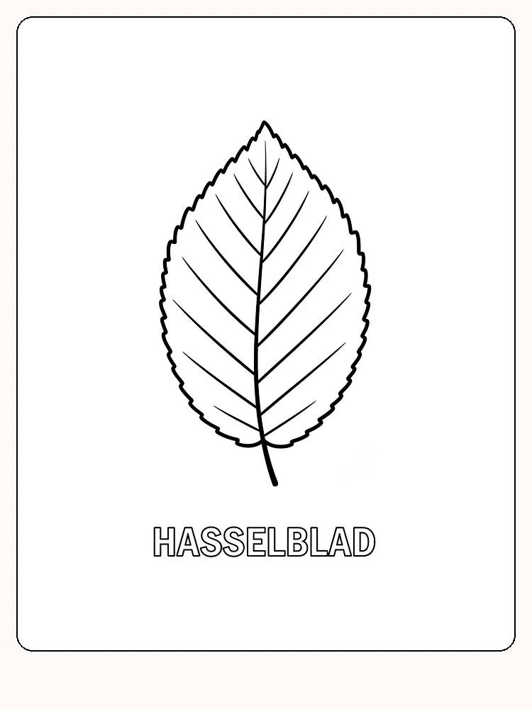 Fargeleggingsark av et hasselblad med konturlinjer for enkel fargelegging