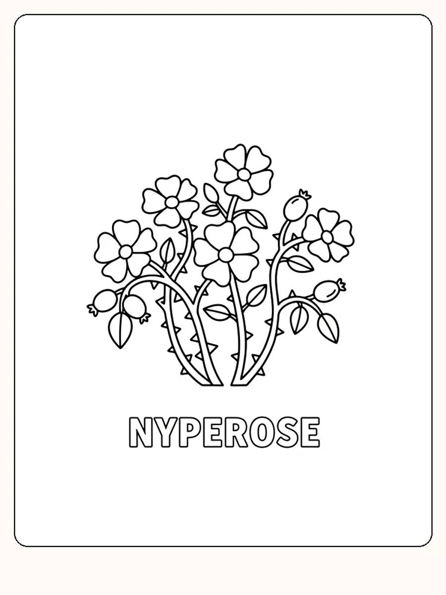 Fargeleggingstegning av nyperoser med flere blomster og blader, klar for utskrift