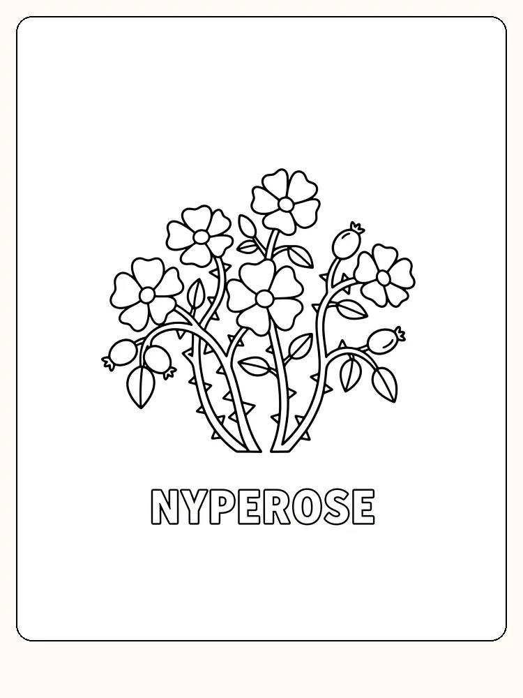 Fargeleggingstegning av nyperoser med flere blomster og blader, klar for utskrift