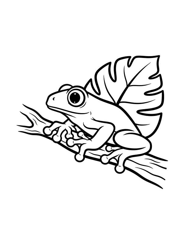 Frø med stort blad, underkategori