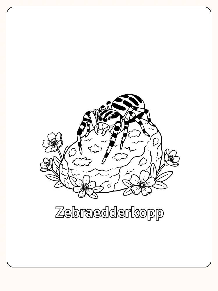 Tegning til farvelægning af zebraedderkop på sten omgivet af blomster