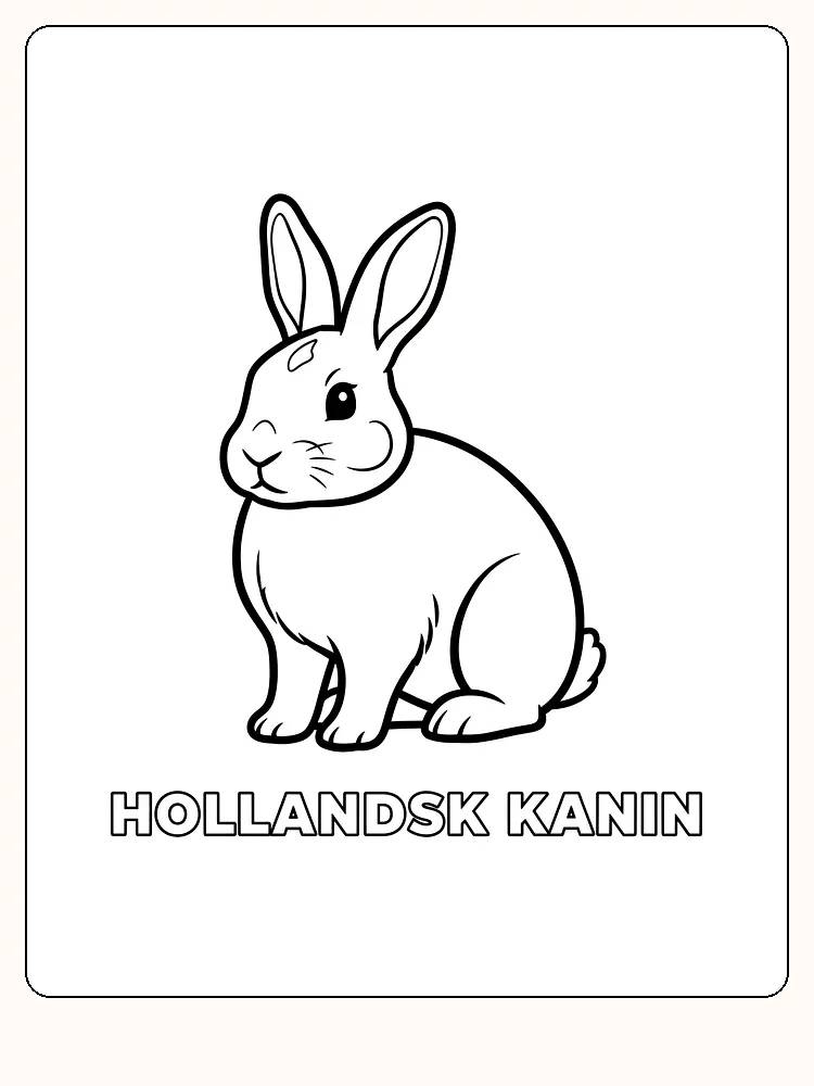 Fargeleggingstegning av en hollandsk kanin som sitter og smiler, klar til utskrift