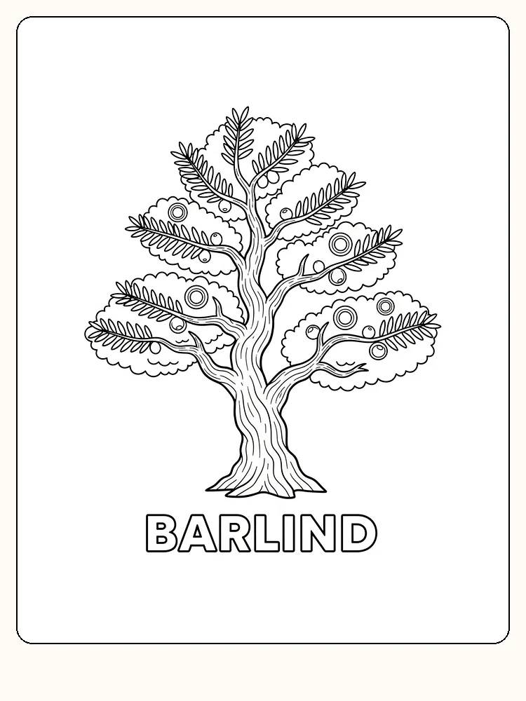Fargeleggingsbilde av et barlind-tre med detaljerte blader og bær, klar til utskrift