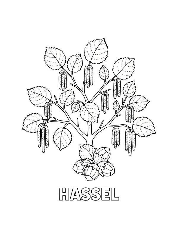 Hasseltre med blader