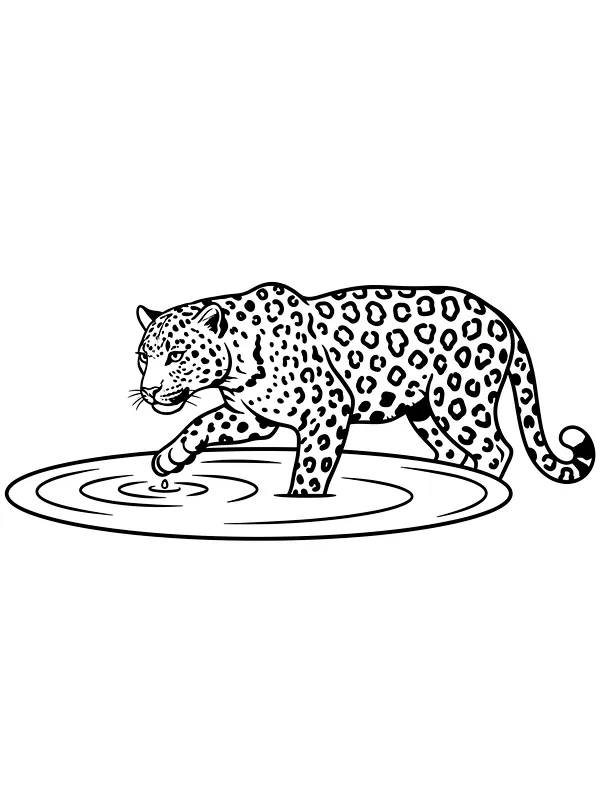 Leopard i vann, underkategori