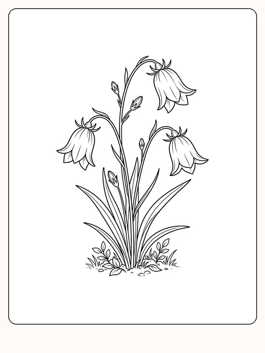Blåklokkeblomster som henger fra tynne, buede stilker over en liten bakkeflekk med smale blader, gresstuster og steiner