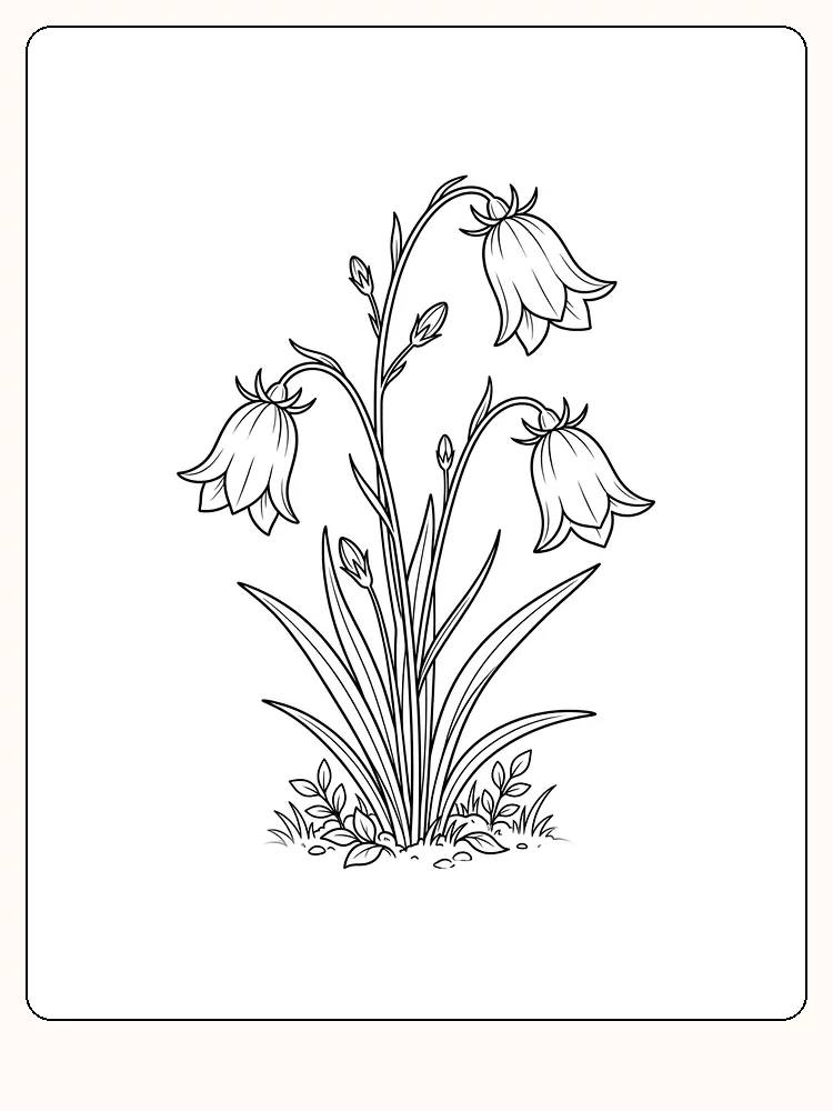 Blåklokkeblomster som henger fra tynne, buede stilker over en liten bakkeflekk med smale blader, gresstuster og steiner