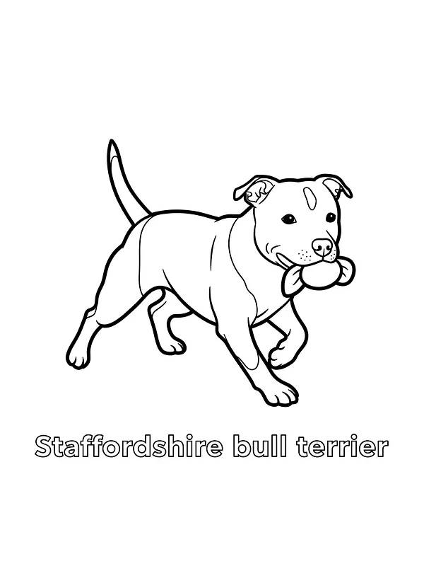Hund med ball, Staffie, underkategori