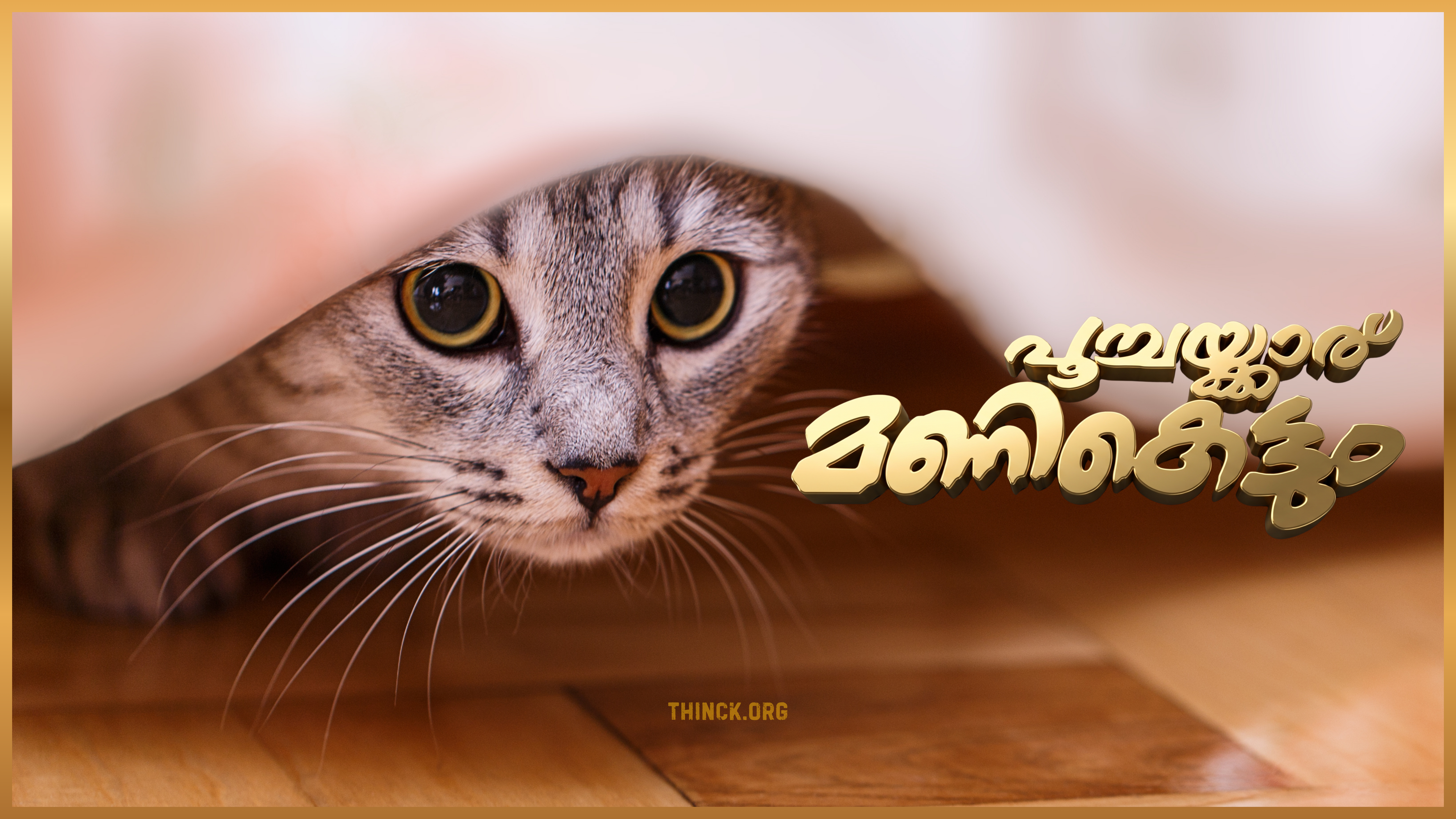 ബെംഗളൂരുവിൽ അയൽപക്കത്തെ പൂച്ചകൾ തമ്മിലുള്ള പ്രണയവും തുടർന്നുണ്ടായ കുഞ്ഞുങ്ങളുടെ ജനനവും ഉടമസ്ഥർ തമ്മിലുള്ള വലിയ തർക്കത്തിലേക്കും ആസിഡ് ആക്രമണ ഭീഷണിയിലേക്കും പോലീസ് ഇടപെടലിലേക്കും നയിച്ച വിചിത്രമായ സംഭവം : ഒടുവിൽ പൂച്ചക്കുഞ്ഞുങ്ങളെ സുരക്ഷിത സ്ഥാനത്തേക്ക് മാറ്റുന്നു !!