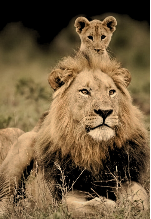 Grounded Assertiveness