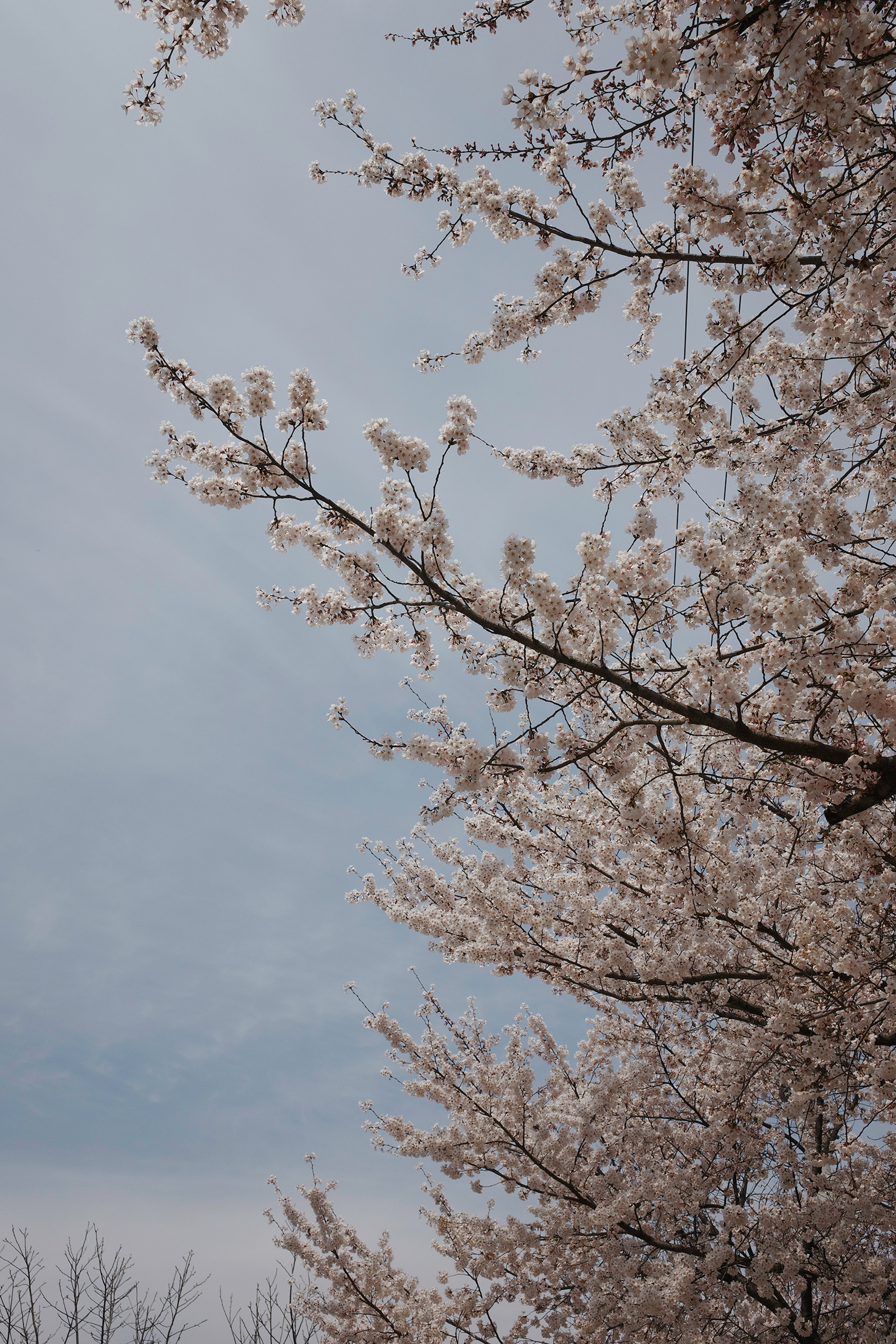 Landscape: Spring Blossoms