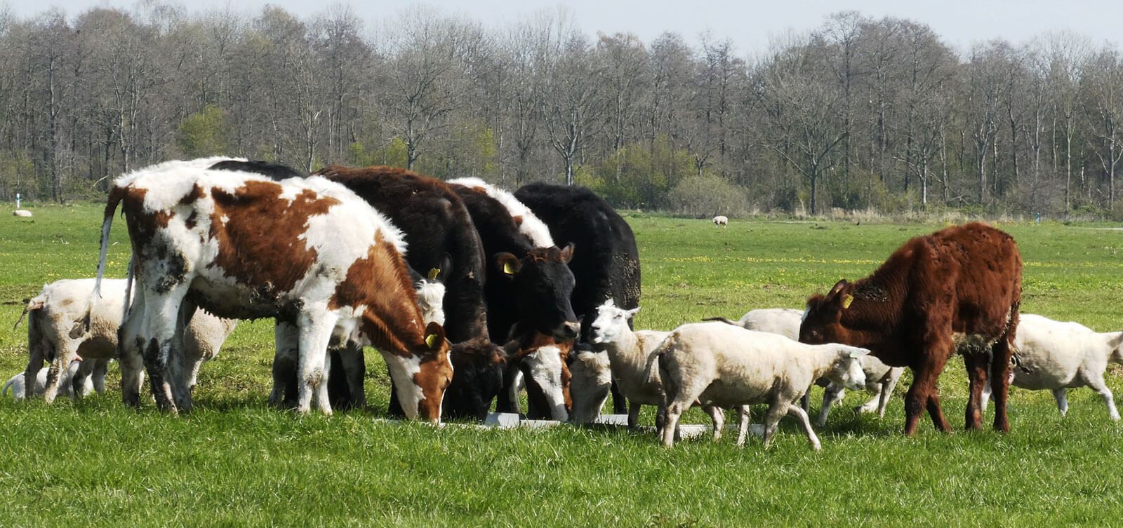 a cow sitting in a green field