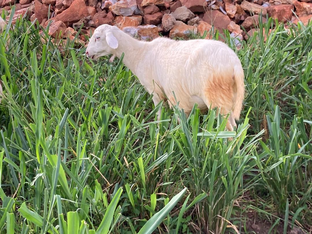 Goat
