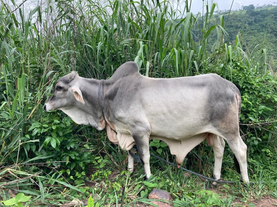bull