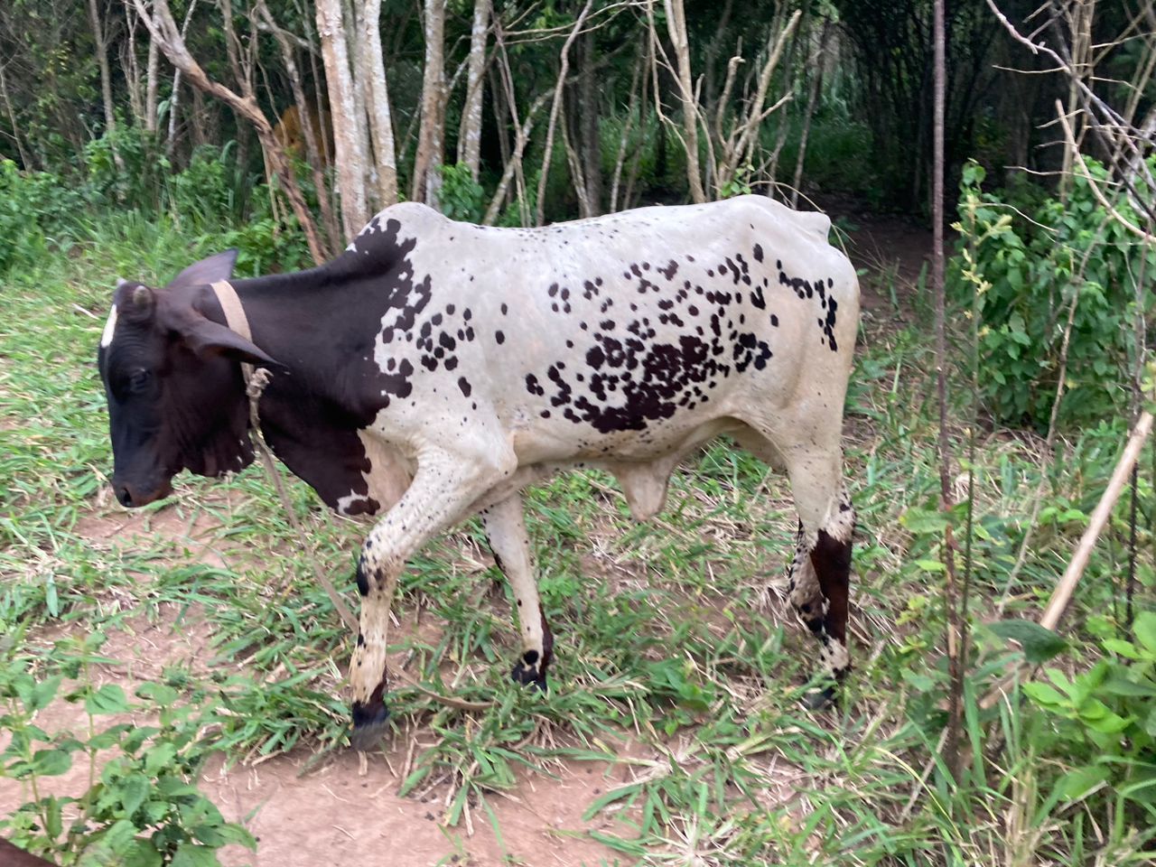 heifer 3