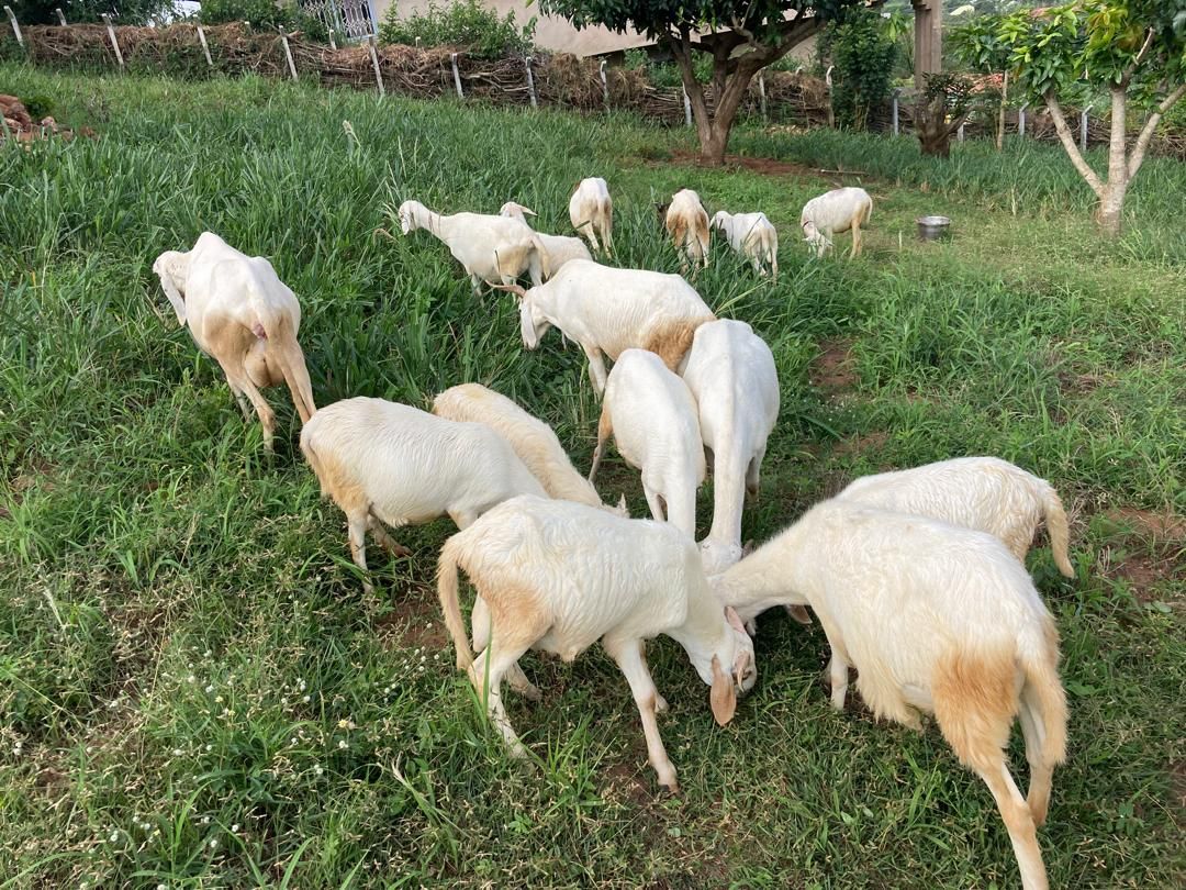 Goats