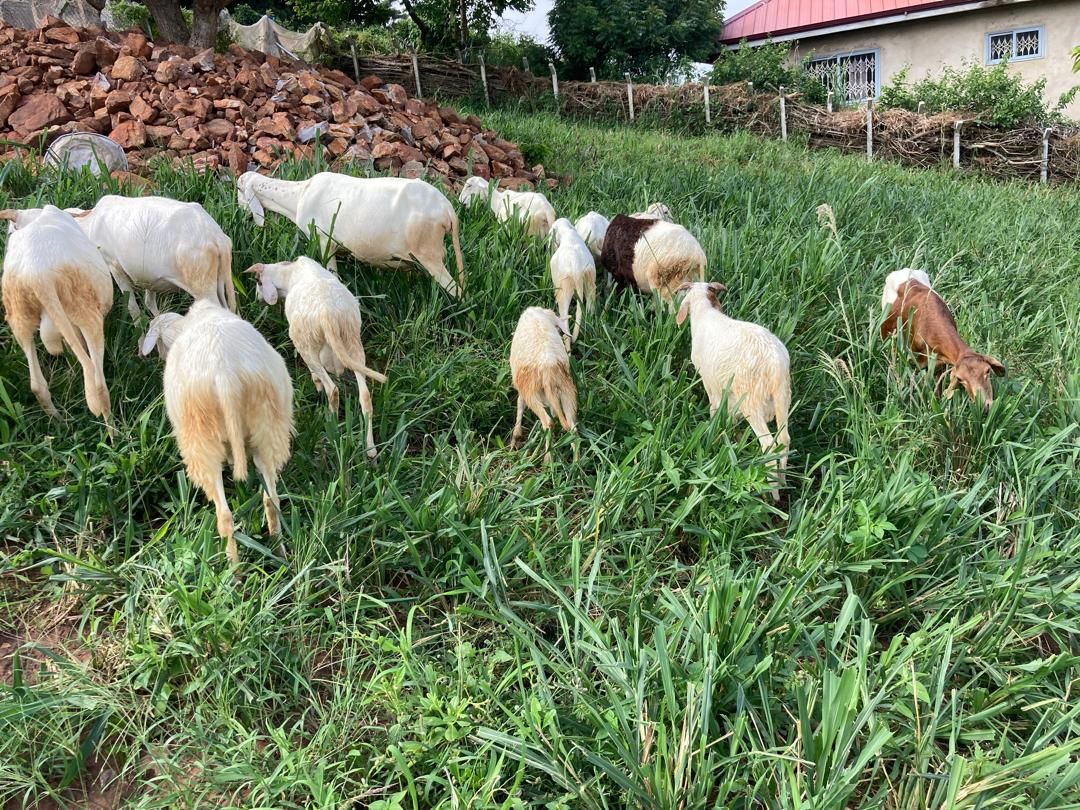 Goats