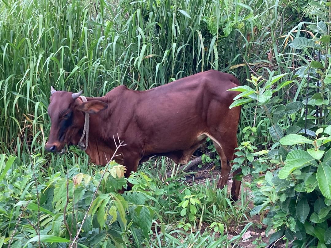 heifer4-2