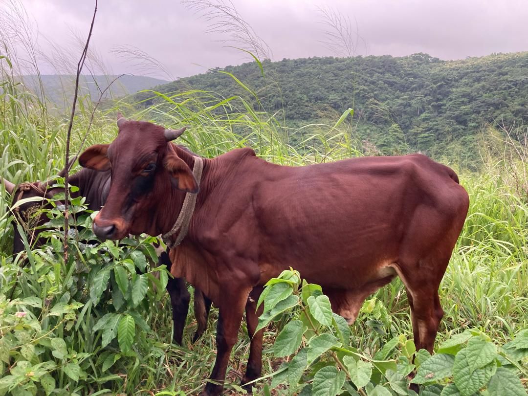 heifer4-1