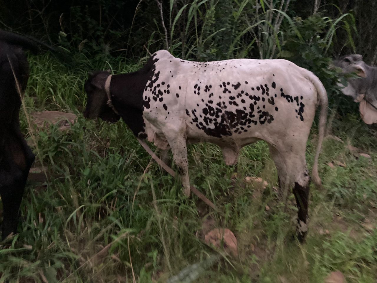 heifer3