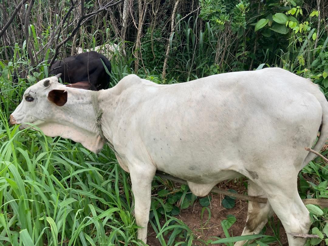 heifer 2