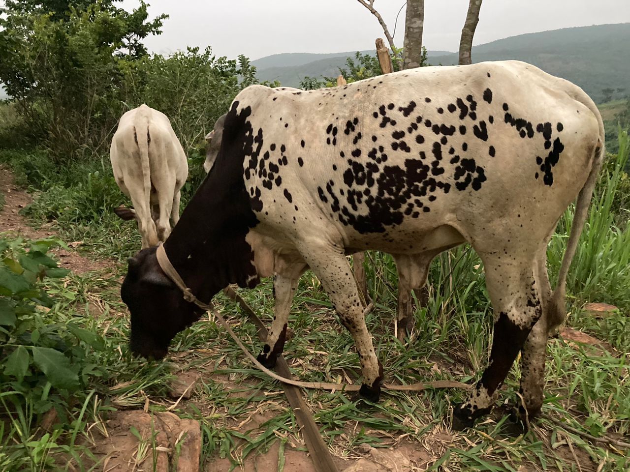 heifer3