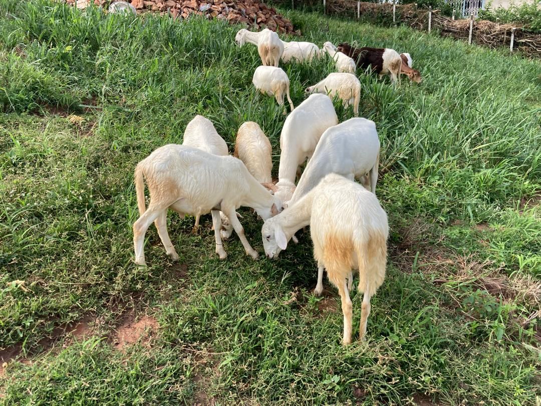 Goats