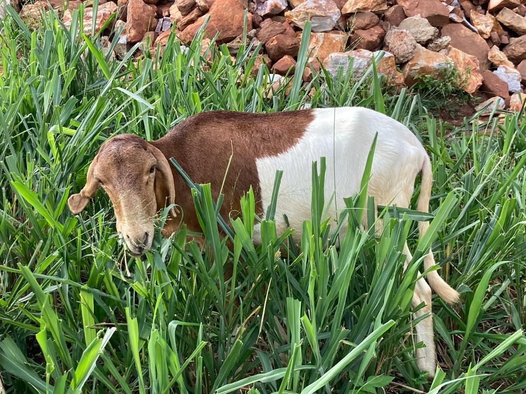 Goat