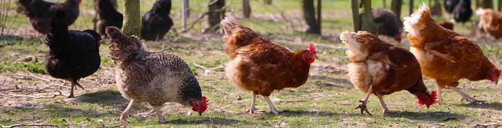 chickens in a farm