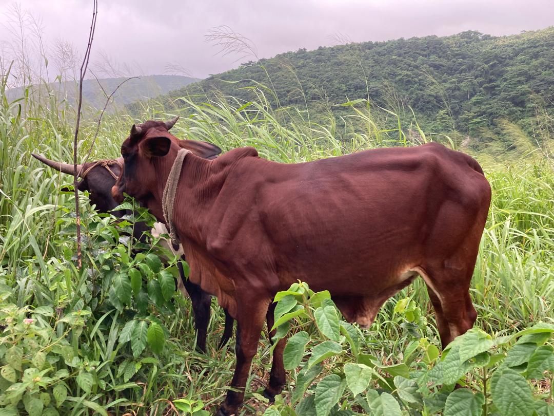 heifer4