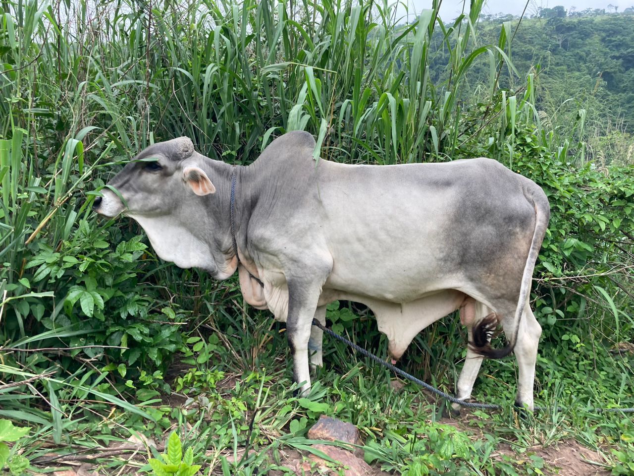 bull 1