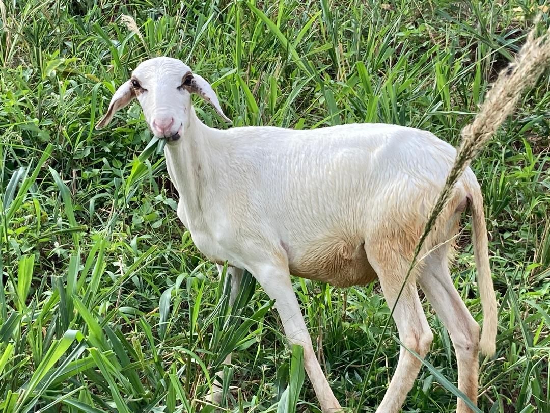 Goat