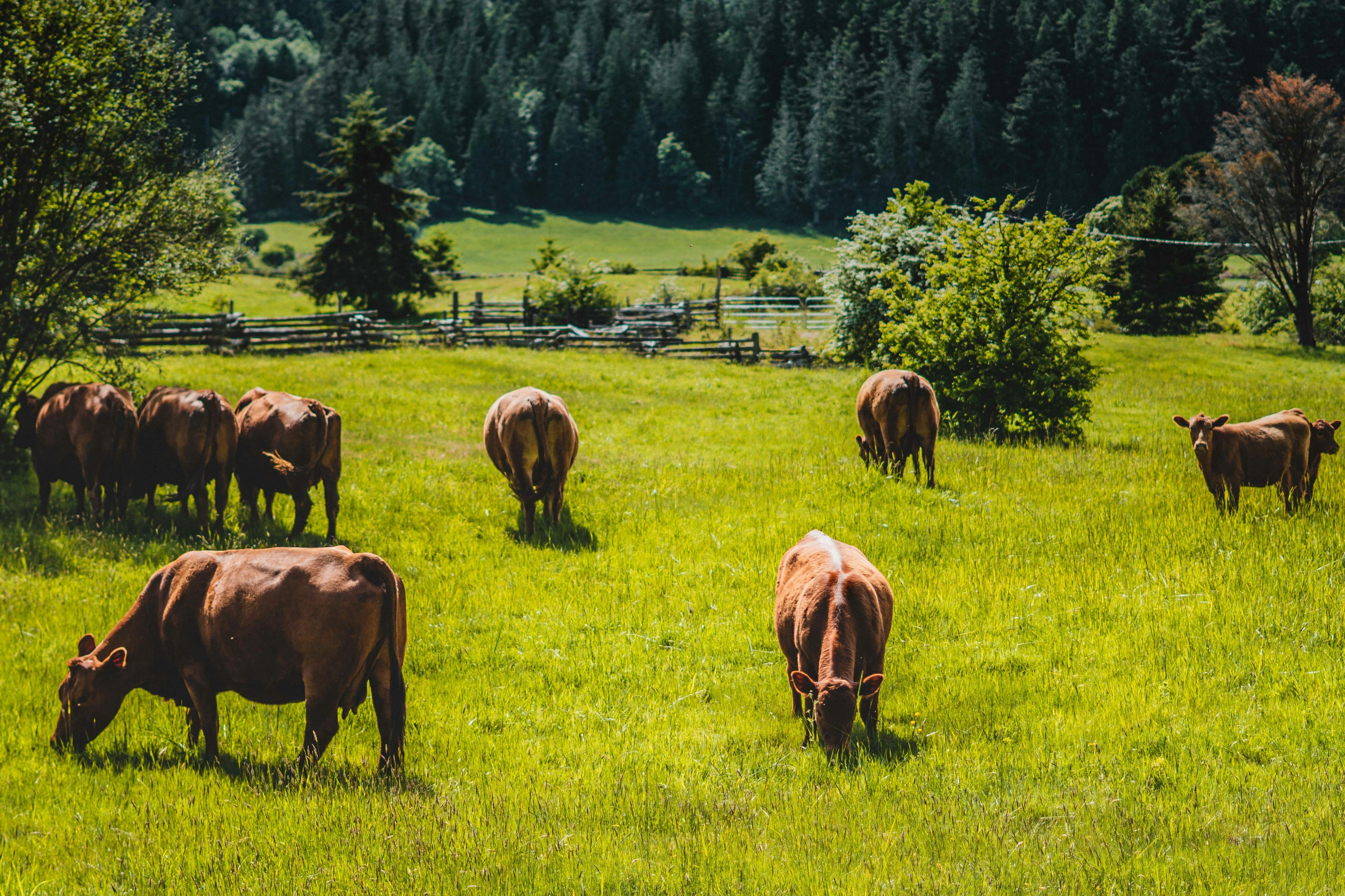 Cattle in the farm.