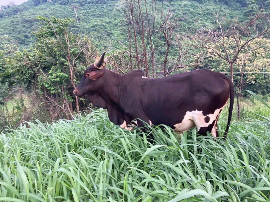 cattle