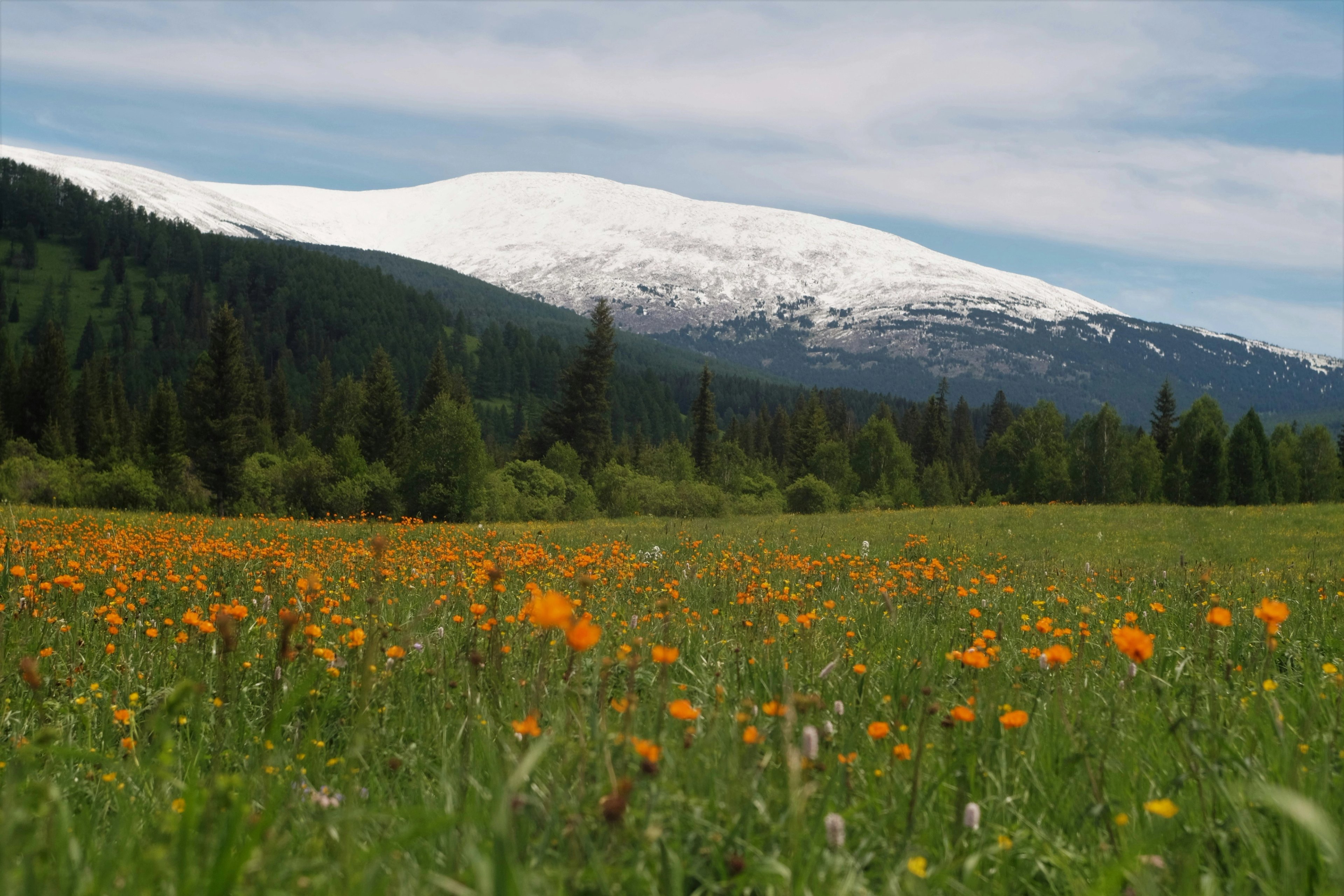 A view of a snow-topped mountain in Altai, with a lush meadow in the foreground. The meadow is lined by fir trees and filled with orange globe flowers.