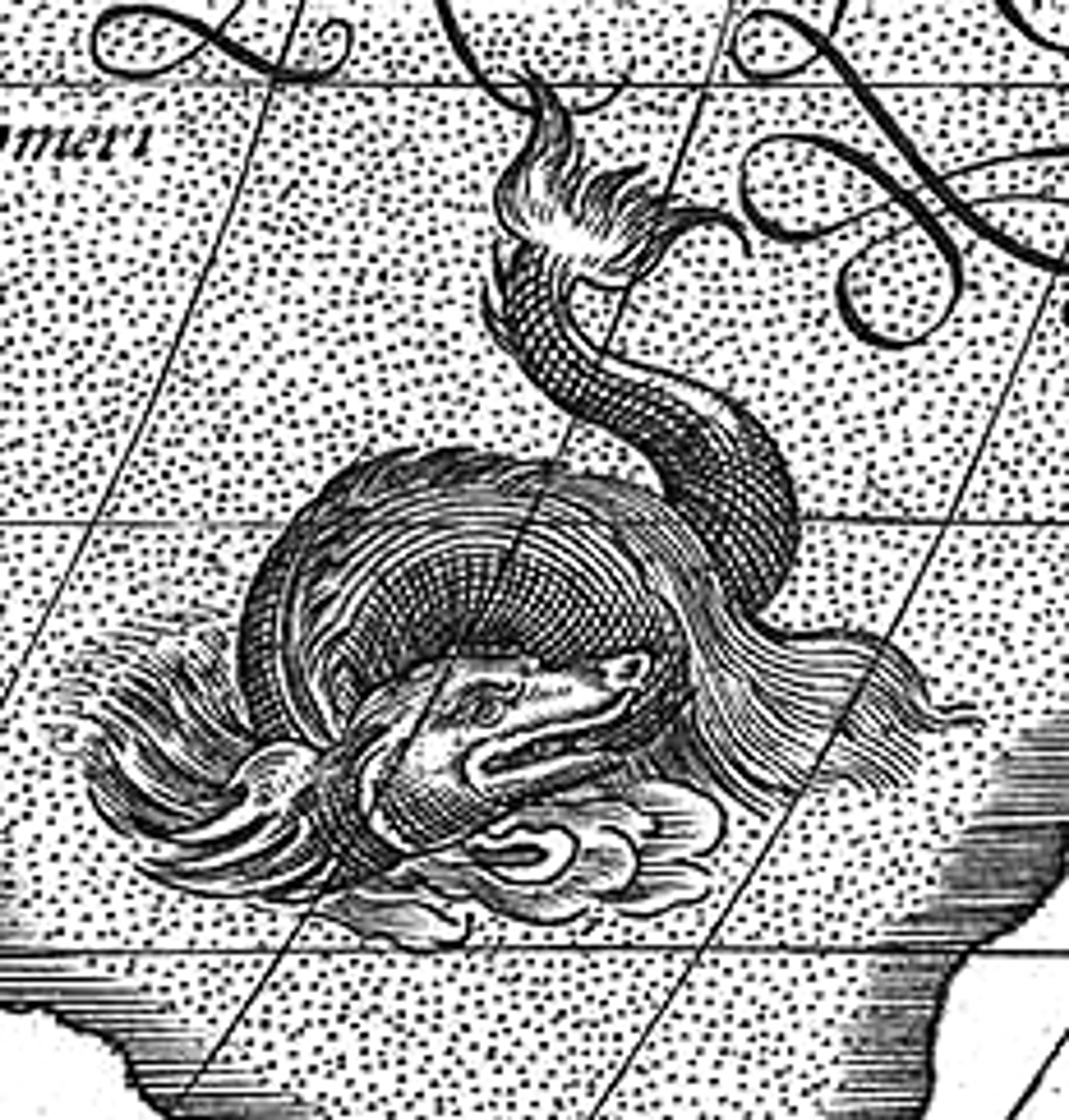 Black and white sea monster