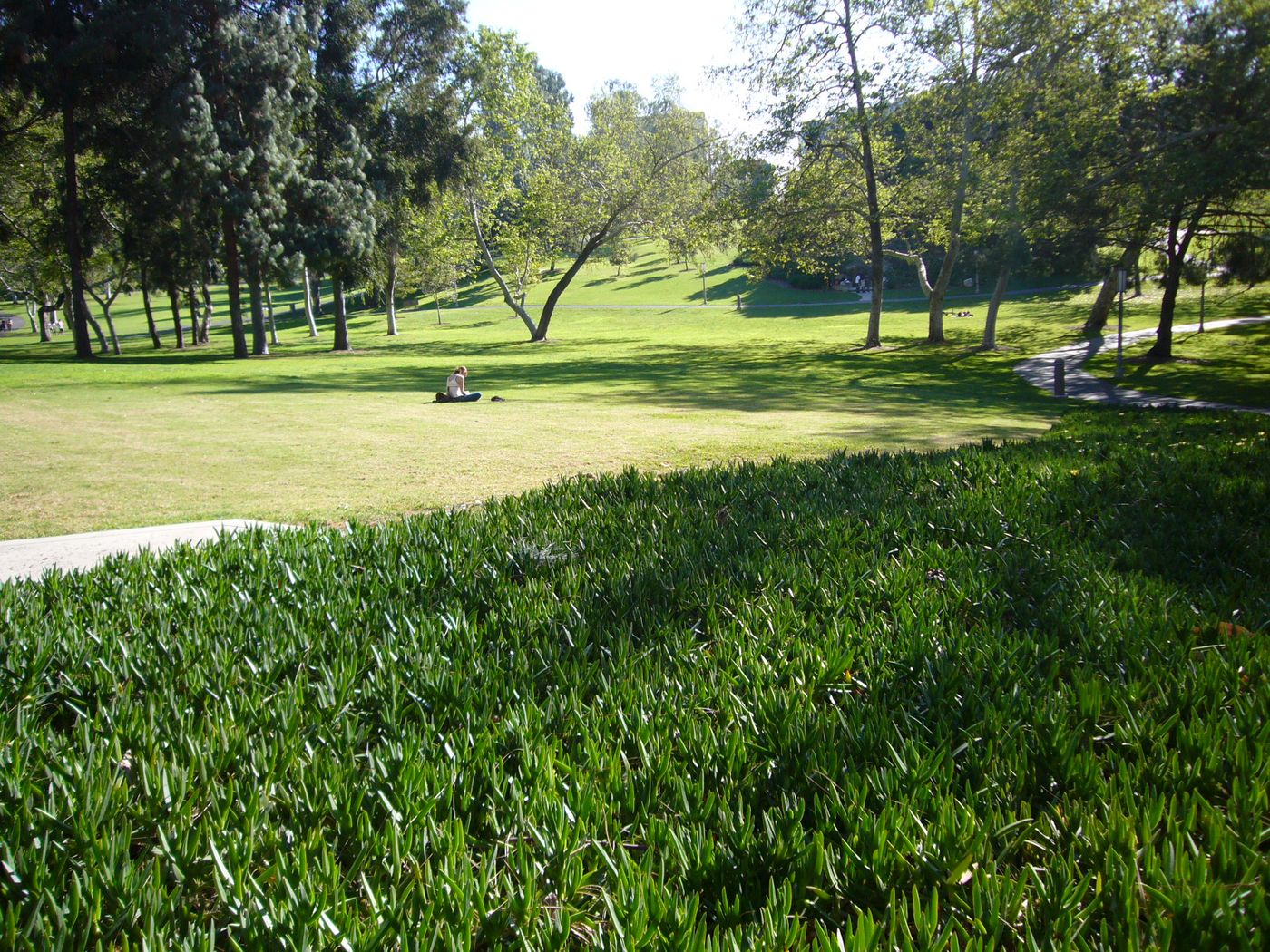 Tree-lined lawn of Aldrich Park at the center of the UC Irvine campus