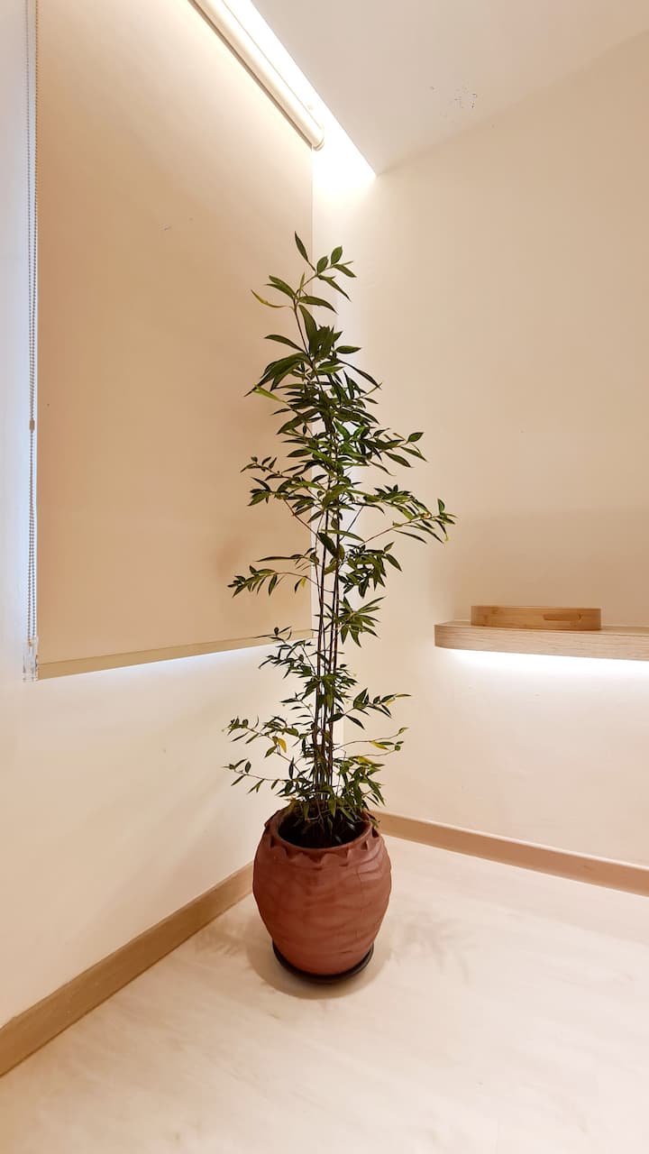 Kazuki bamboo plant in corner with warm backlight