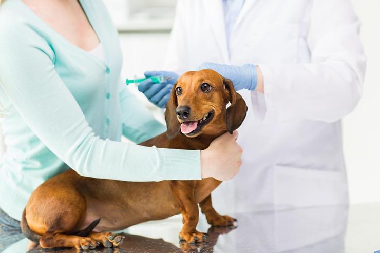Preventive Pet Health: The What and Why of Different Pet Vaccinations