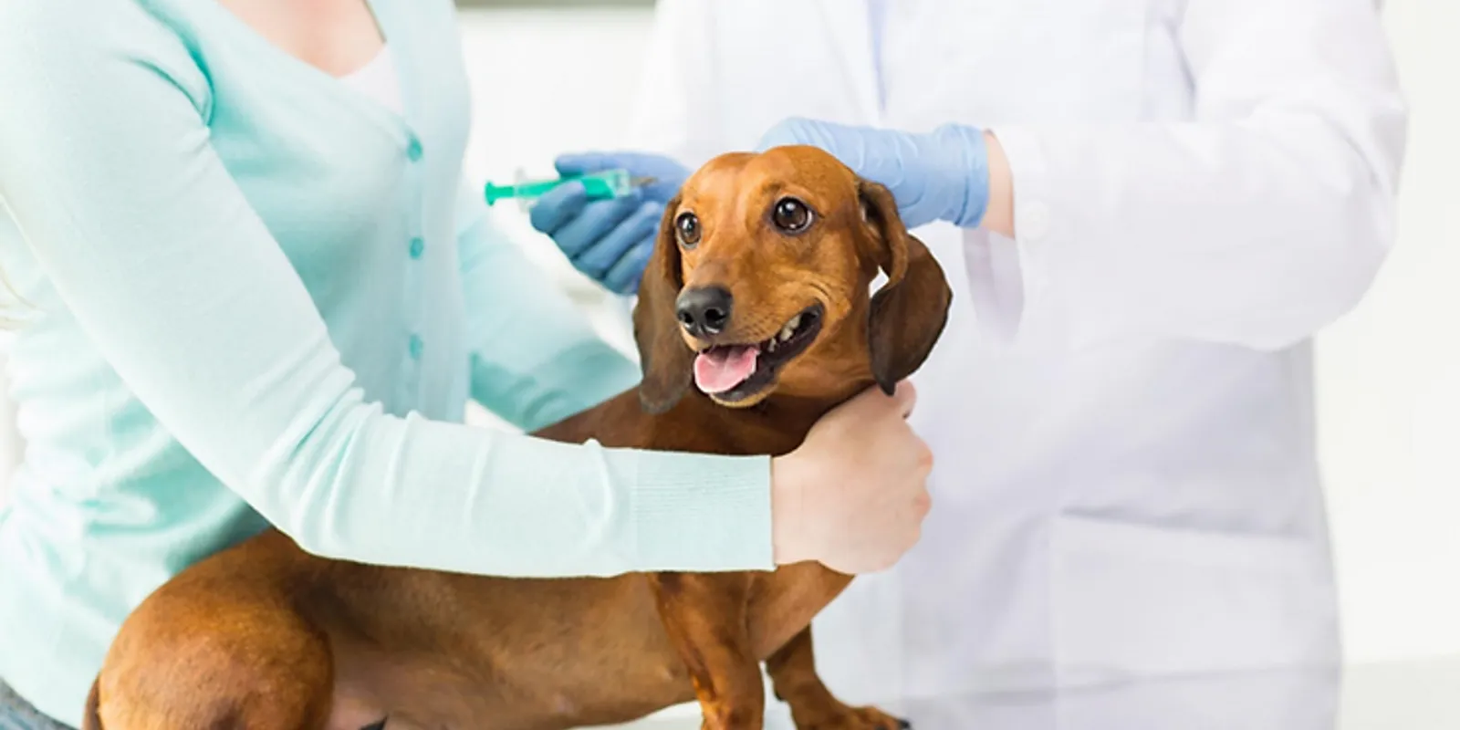 Preventive Pet Health: The What and Why of Different Pet Vaccinations