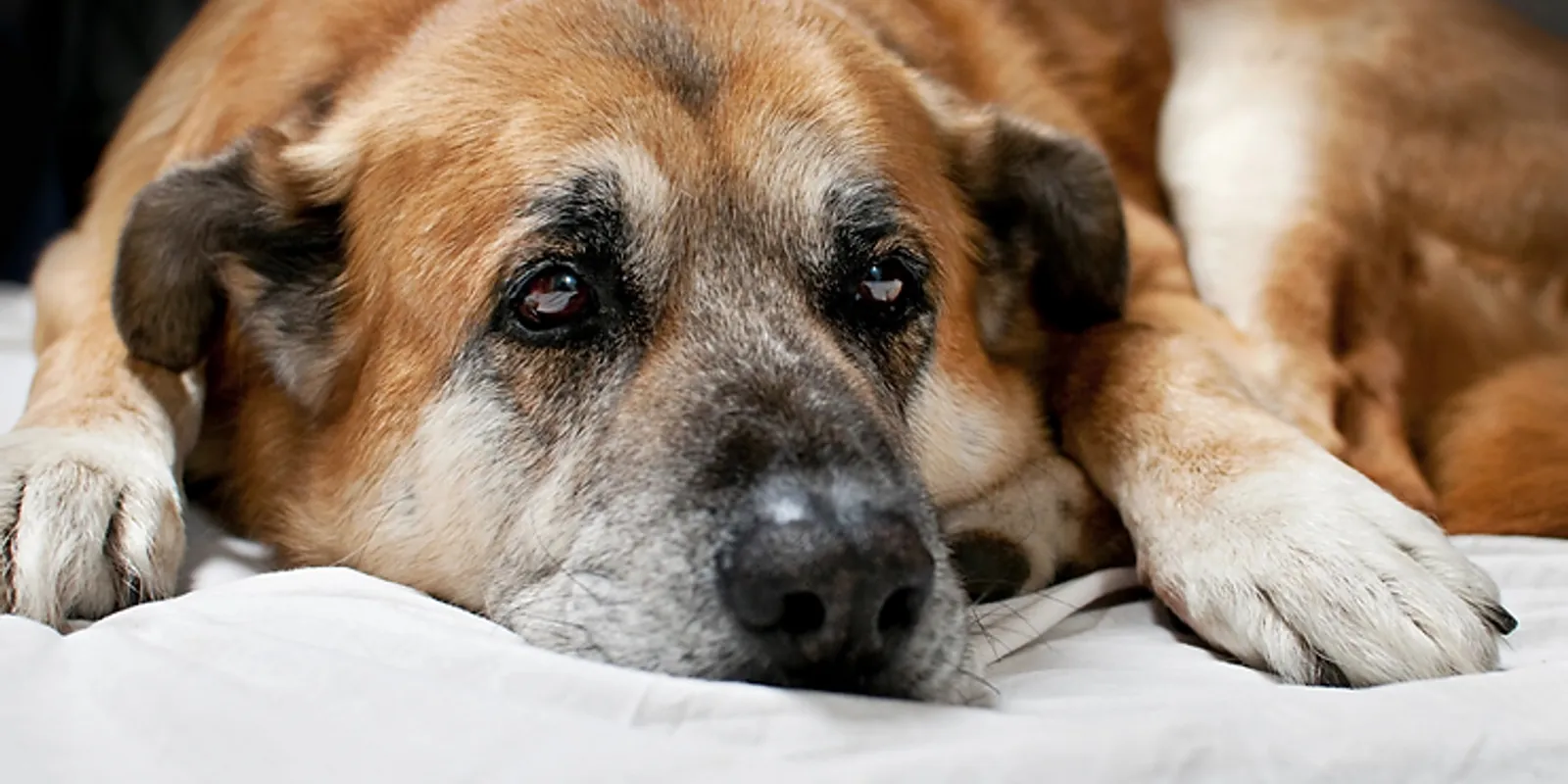 Senior Pet Care: Ensuring a Happy and Healthy Life for Your Aging Pet