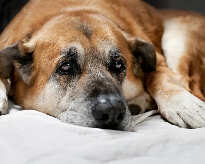 Senior Pet Care: Ensuring a Happy and Healthy Life for Your Aging Pet